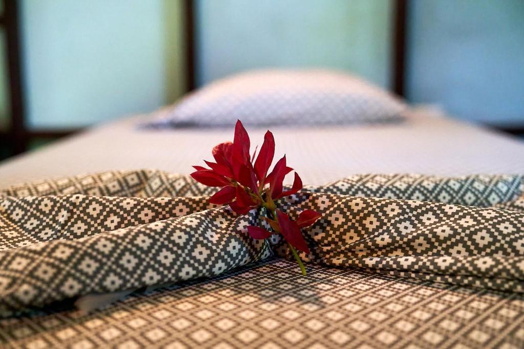 Luz En El Cielo Eco-B&B/Hostel 몬테주마 외부 사진